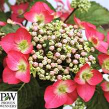 Havehortensia `Strawberry`n`cream`